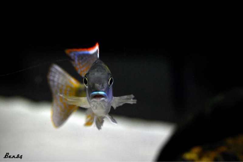 Lethrinops cf. furcifer 'Chirwa Island'